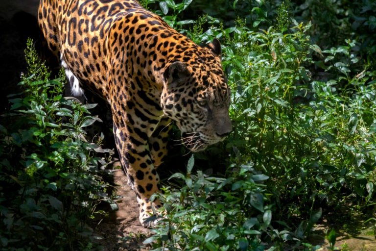 Un estudio reciente realizado por WWF en Perú, Colombia y Ecuador propuso la creación de un megapaisaje en estos países como corredor transfronterizo del jaguar. En este espacio habría un promedio de 2.000 felinos de esta especie. Foto: Diego Pérez / WWF Perú.