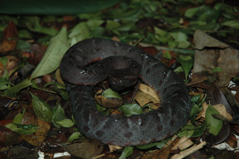Equis Roja (Bothrocophias myersi), especie endémica del Pacífico de Colombia. Foto: Carlos Galvis.