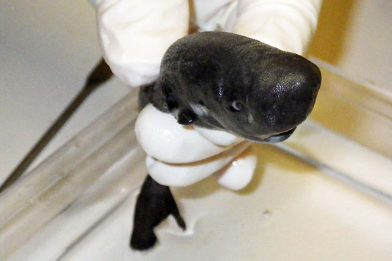 El único espécimen conocido del tiburón de bolsillo estadounidense fue descubierto en el Golfo de México en 2010. Imagen de Mark Doosey