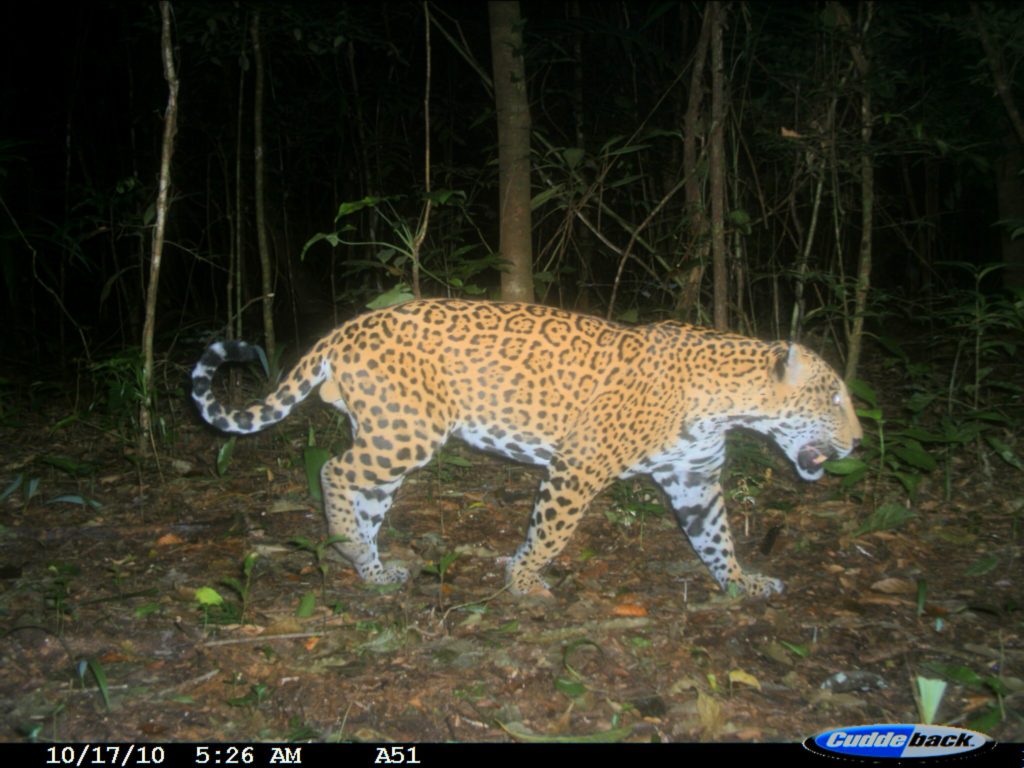 Jaguar captado en la Selva Lacandona, Chiapas, México. Foto: Cortesía Rodrigo Medellín.
