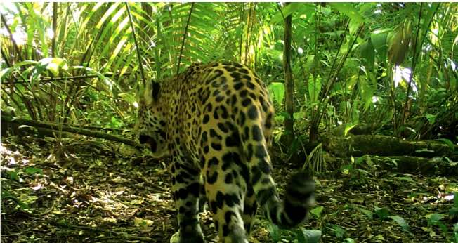 Pac-man en la Selva Lacandona de Chiapas. Escena captada por cámara trampa del Programa de Monitoreo de la UNAM, Jaguares de la Selva Maya y Conanp.