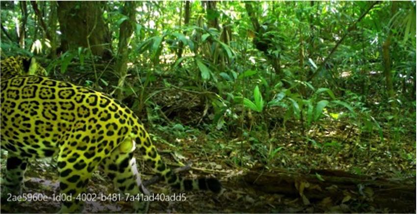 En esta imagen se observa la mancha que distinguía a Pac-man. Foto: Programa Jaguares de la Selva Maya y Conanp