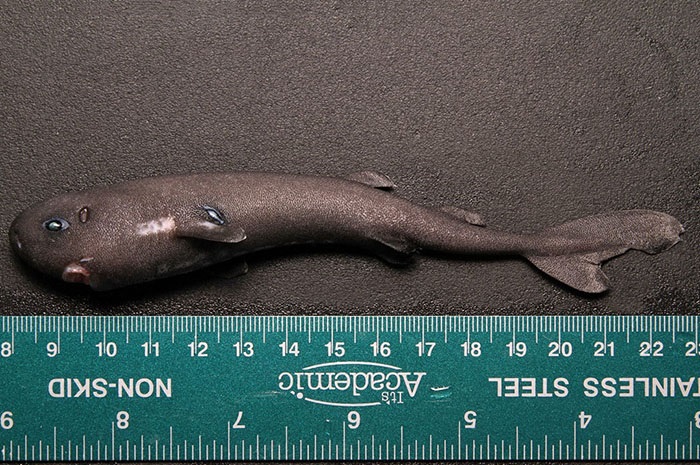 Mollisquama parini, la otra especie capturada de tiburón de bolsillo. Foto: J. Wicker, NOAA/NMFS/SEFSC/Miami Laboratory (Vía Wikimedia Commons) 