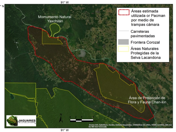 Extensión de 40 kilómetros cuadrados que recorría Pac-man, entre las áreas naturales protegidas de Yaxchilán y Chan-Kin, en Chiapas. Imagen: Programa de Monitoreo de la UNAM, Jaguares de la Selva Maya y Conanp