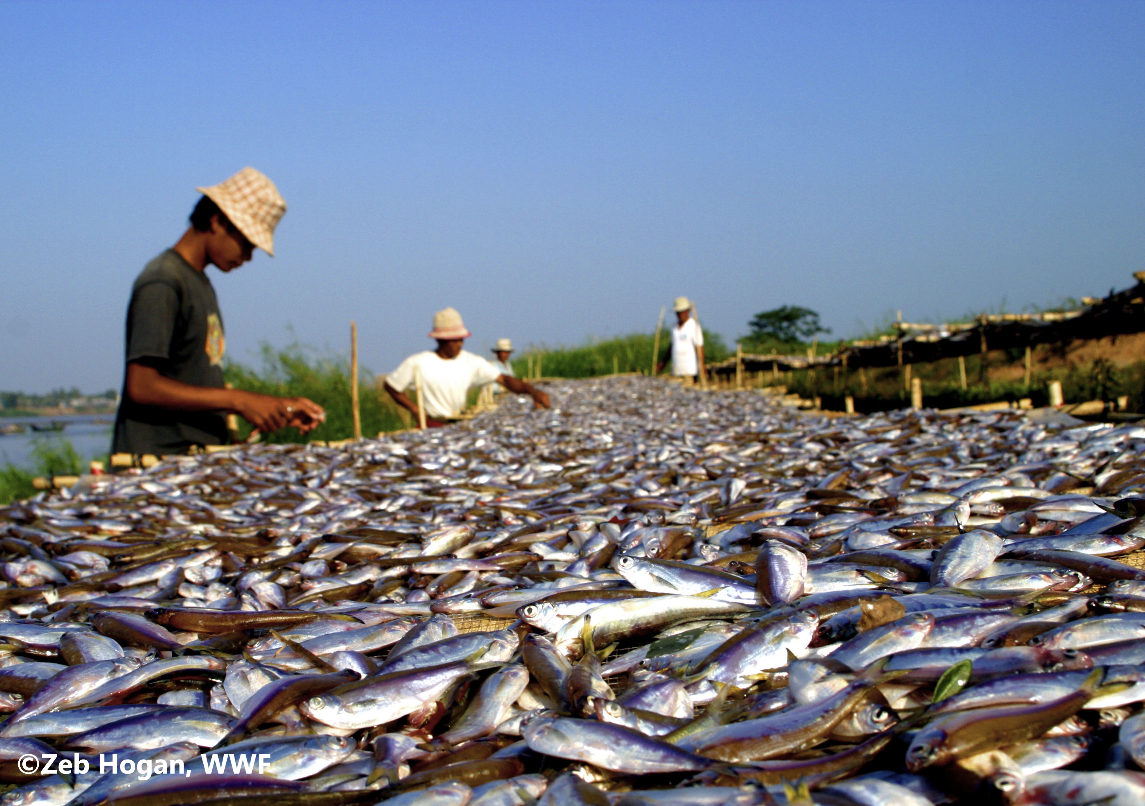 Сельское хозяйство и промыслы. Рыбы реки Меконг. Река Меконг рыбалка. Рыбное хозяйство. Рыболовство это сельское хозяйство.