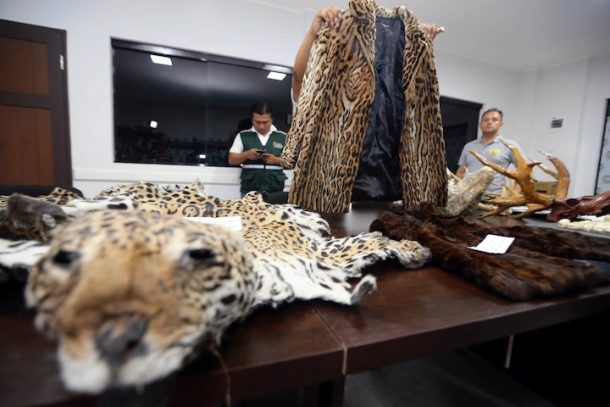 Ciudadanos chinos han sido detenidos y procesados en Bolivia por el delito de tráfico de partes de jaguar. Foto: El Deber
