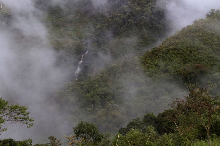 El mono choro de cola amarilla habita en los bosques nublados del nororiente peruano. Foto: Conservamos por Naturaleza.