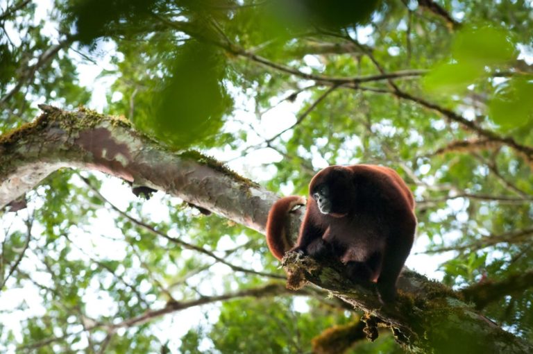 El mono choro de cola amarilla es el primate endémico más grande de Perú. Foto de Andrew Wamsley / NPC.