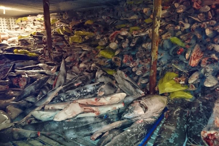Autoridades informaron que en frigoríficos del Fu Yuan Yu Leng 999 se hallaron especies protegidas, como tiburón Martillo y tiburón Silky (sedoso). Foto: Dirección de Parque Nacional Galápagos