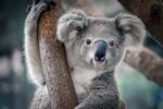koalas - ayudar a quien lo necesite - andrea villate - gabriela prieto villate