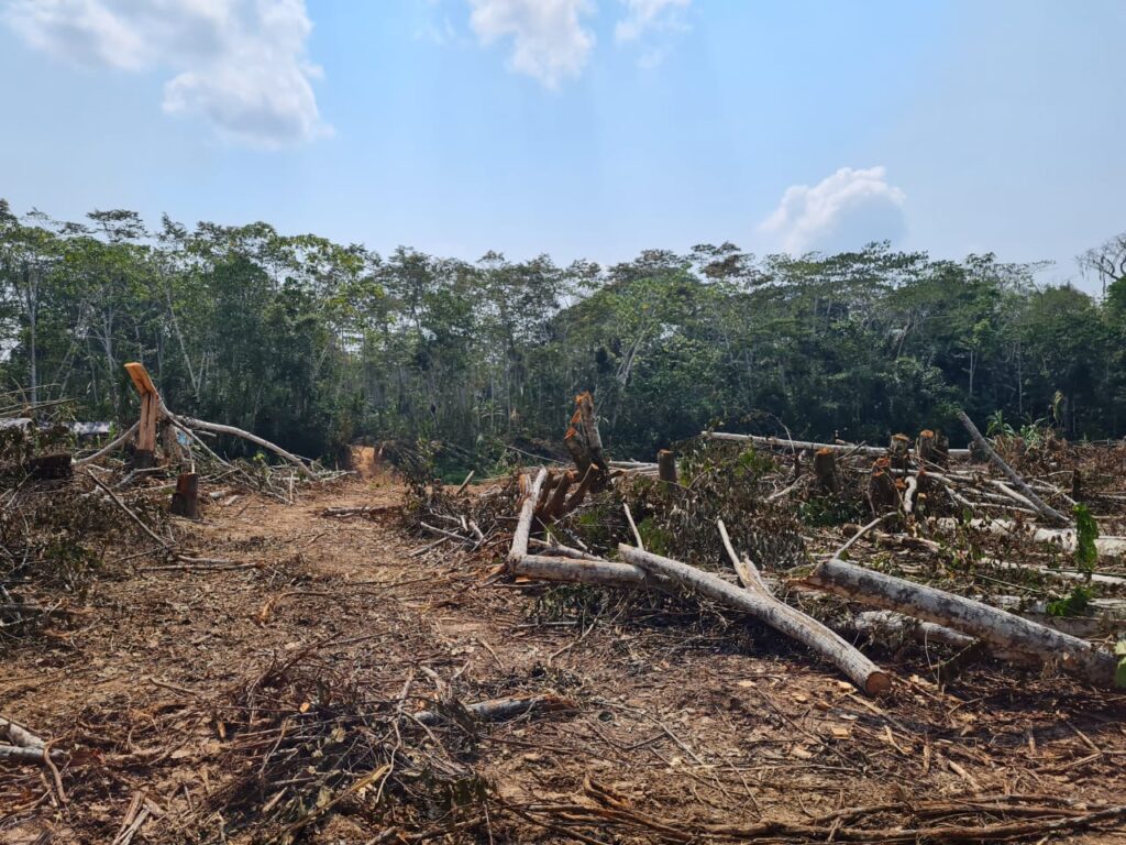 Deforestación causada por la apertura de la vía Bolognesi- Puerto Breu en Ucayali. Foto: Cortesía Upper Amazon Conservancy.