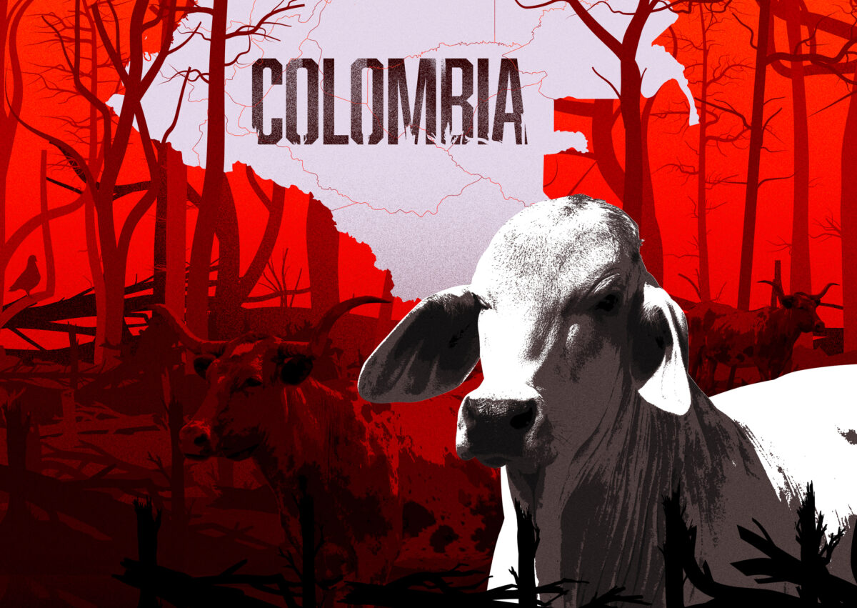 Un posconflicto marcado por la deforestación: el panorama de los bosques amenazados en Colombia