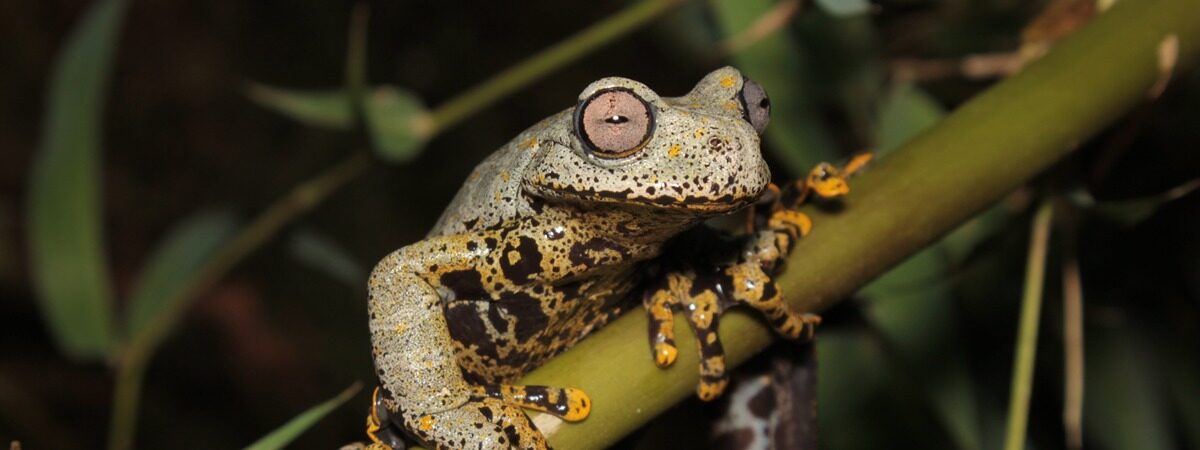Ecuador: científicos hallan nueva especie de rana que evoca al universo fantástico de Tolkien