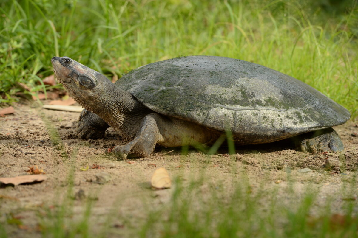 Día Mundial de la Vida Silvestre: tres iniciativas para salvar a la tortuga charapa, al matorralero cabecipálido y al manatí amazónico