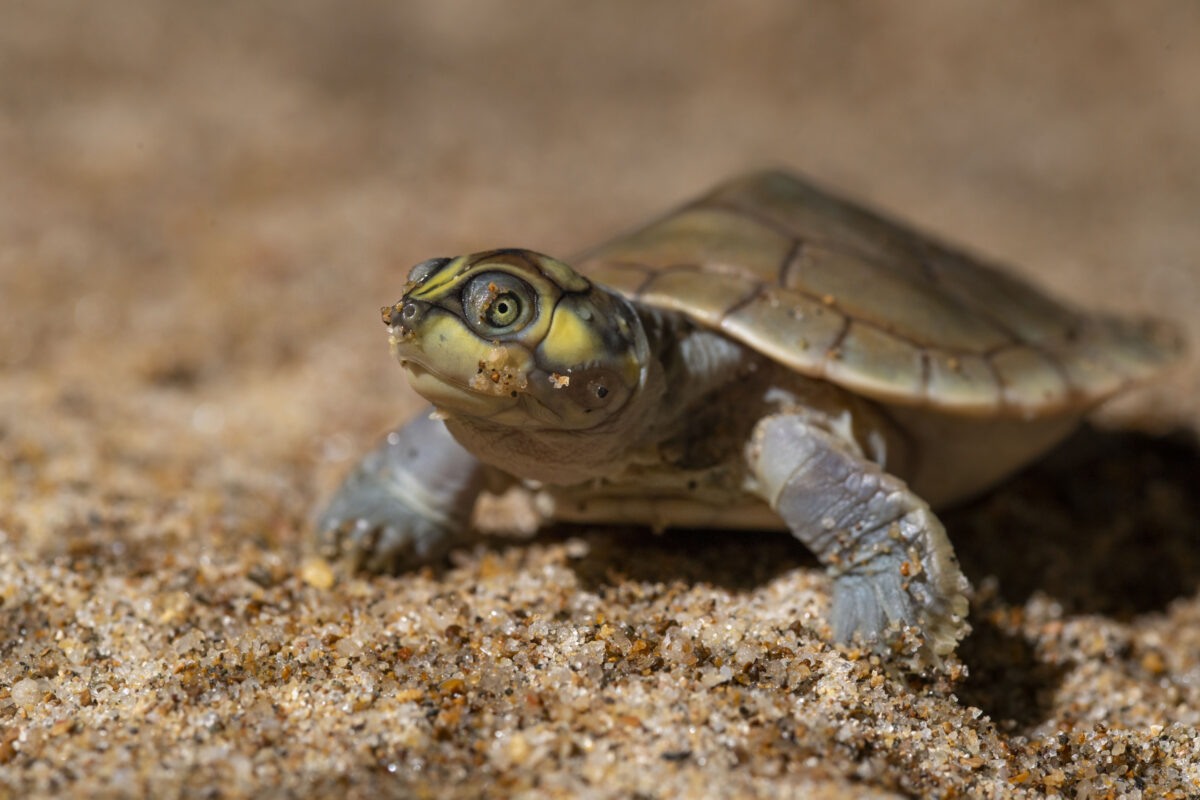 El sueño nonuya – muinane: el rescate de tortugas en el río Caquetá