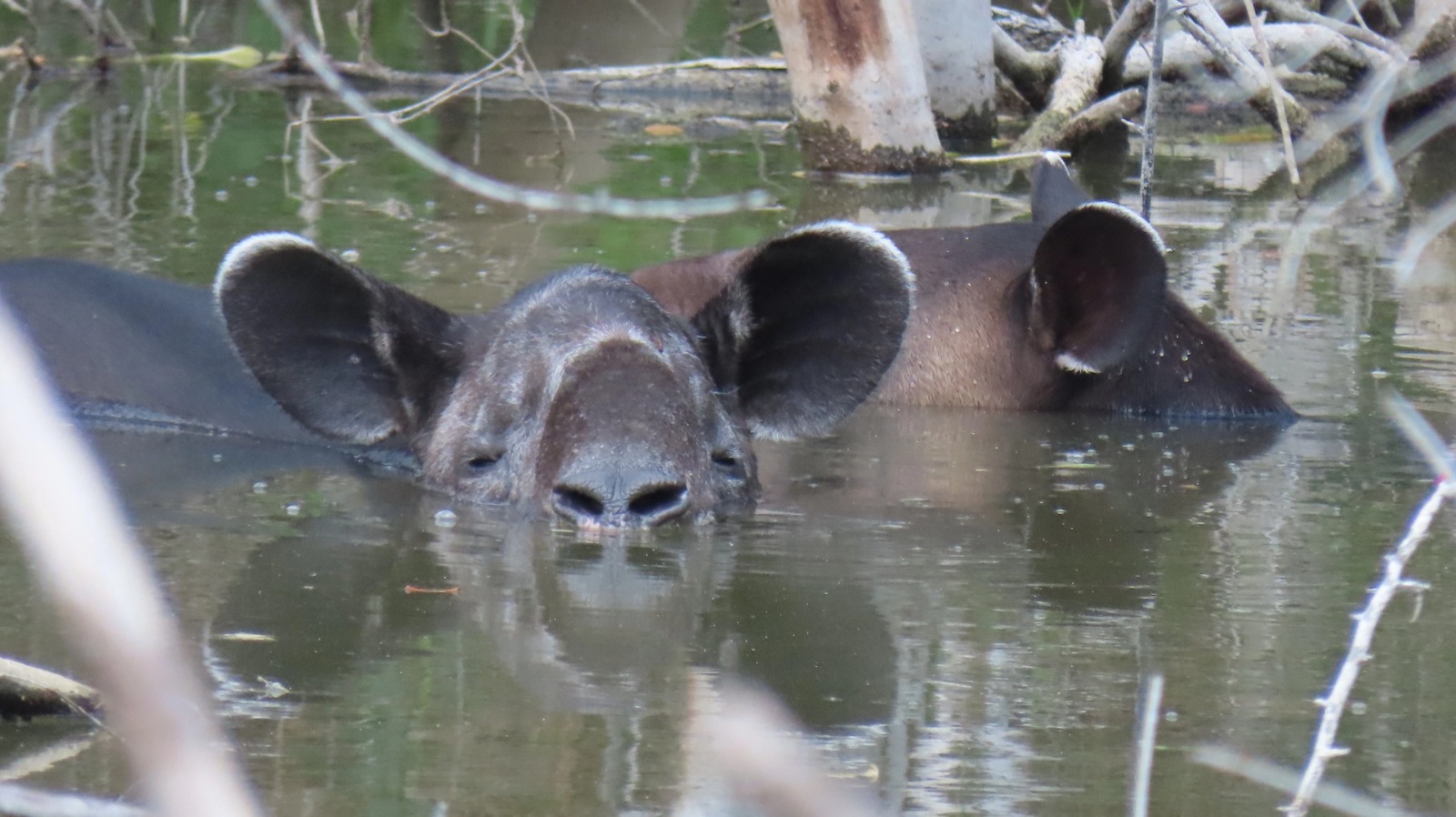 Día Internacional del Tapir: ¿qué está pasando en Latinoamérica con esta  especie milenaria? | Blogs El Espectador