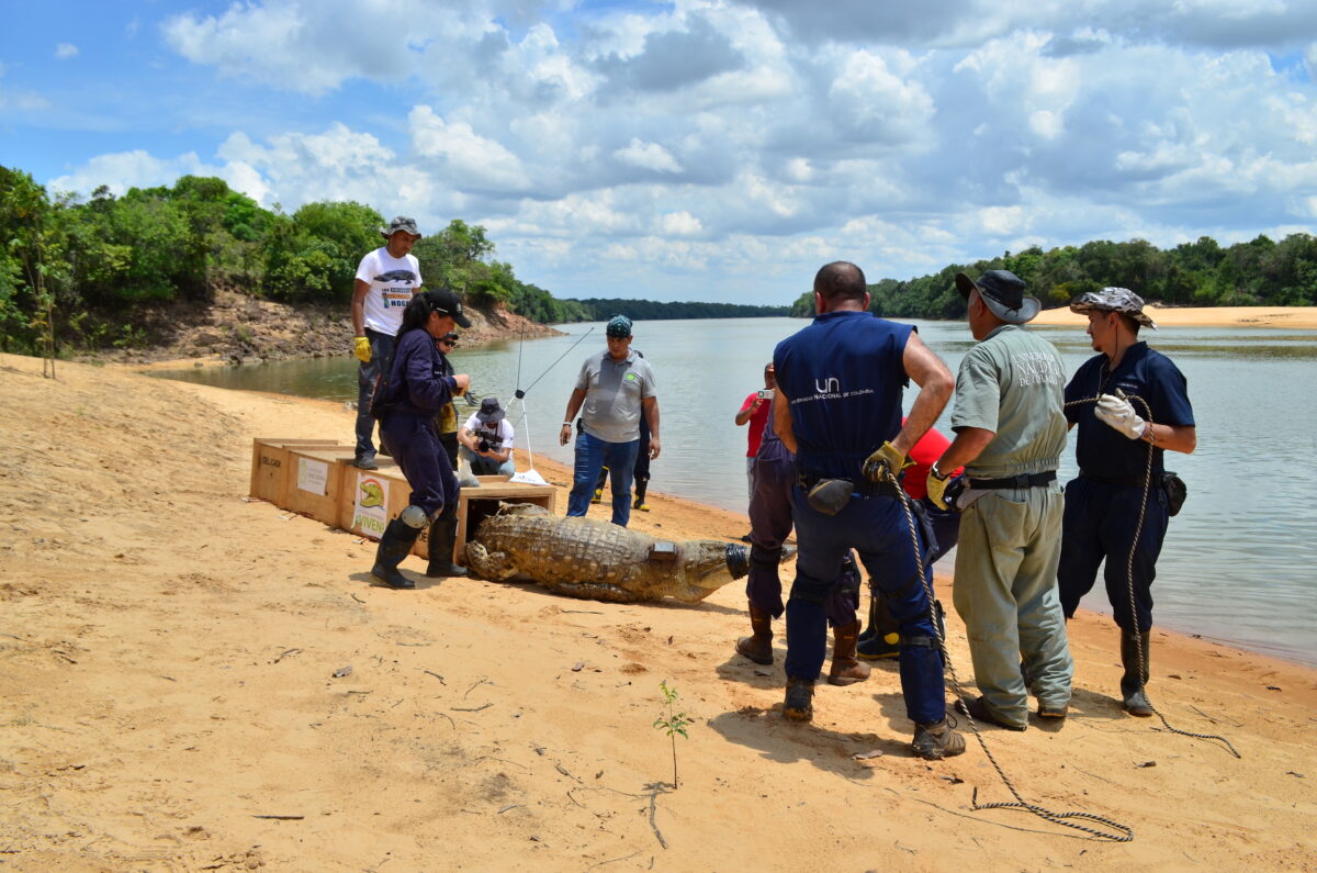 Colombia: la liberación de cocodrilos del Orinoco que lleva la esperanza de salvar a su especie