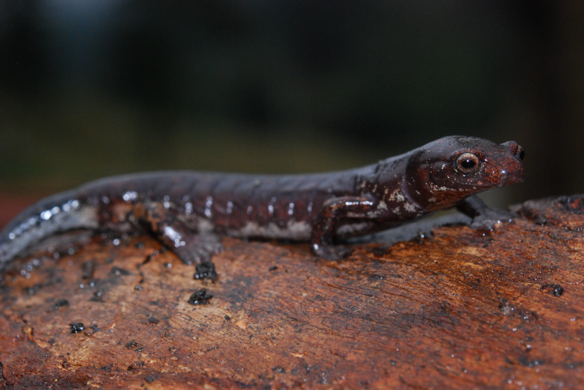Colombia: descubren nueva especie de salamandra en los bosques nublados de Cundinamarca