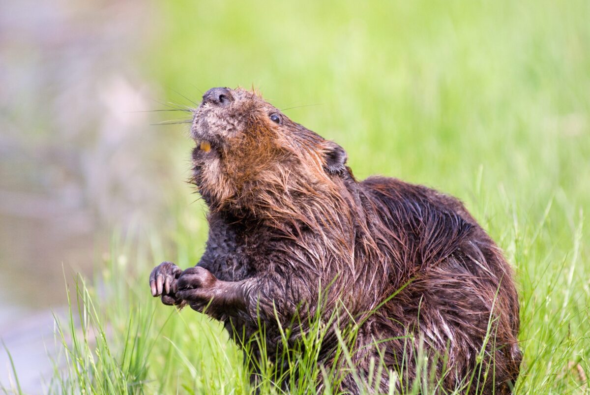 El castor, la plaga que arrasa los bosques de Tierra del Fuego en Argentina y Chile