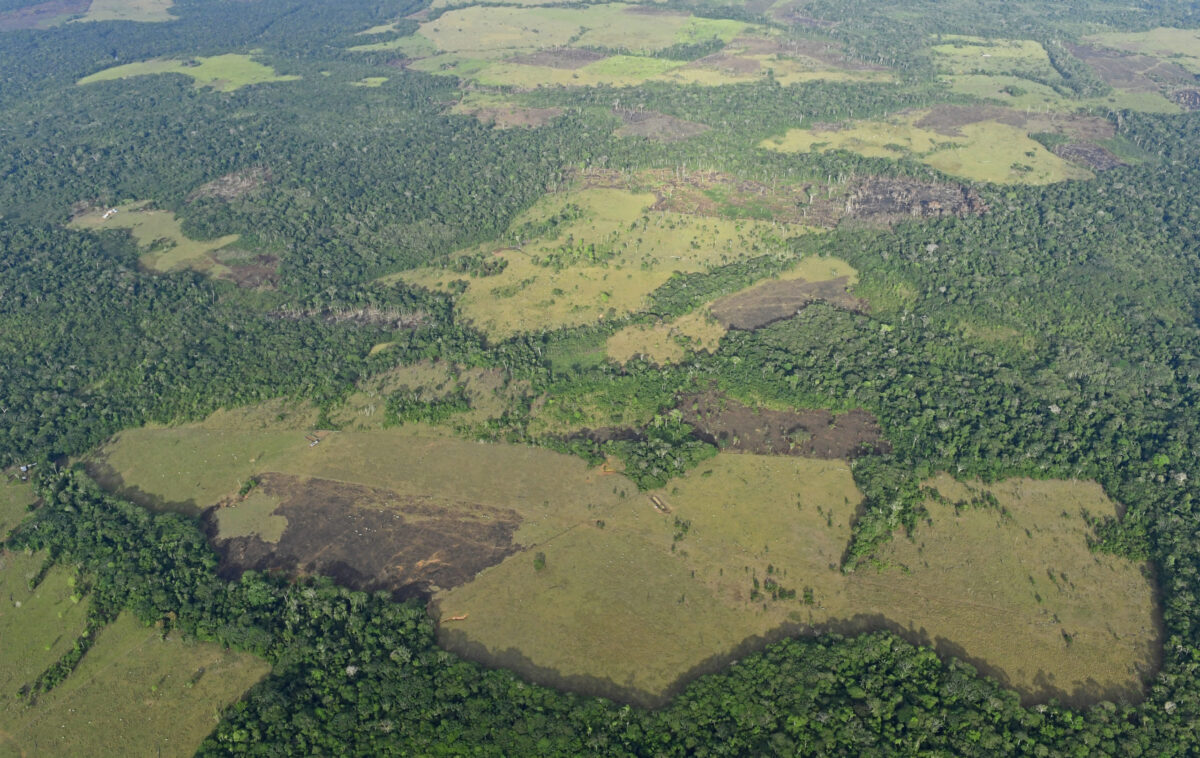 El planeta perdió una superficie de bosques tropicales del tamaño de Suiza en 2022