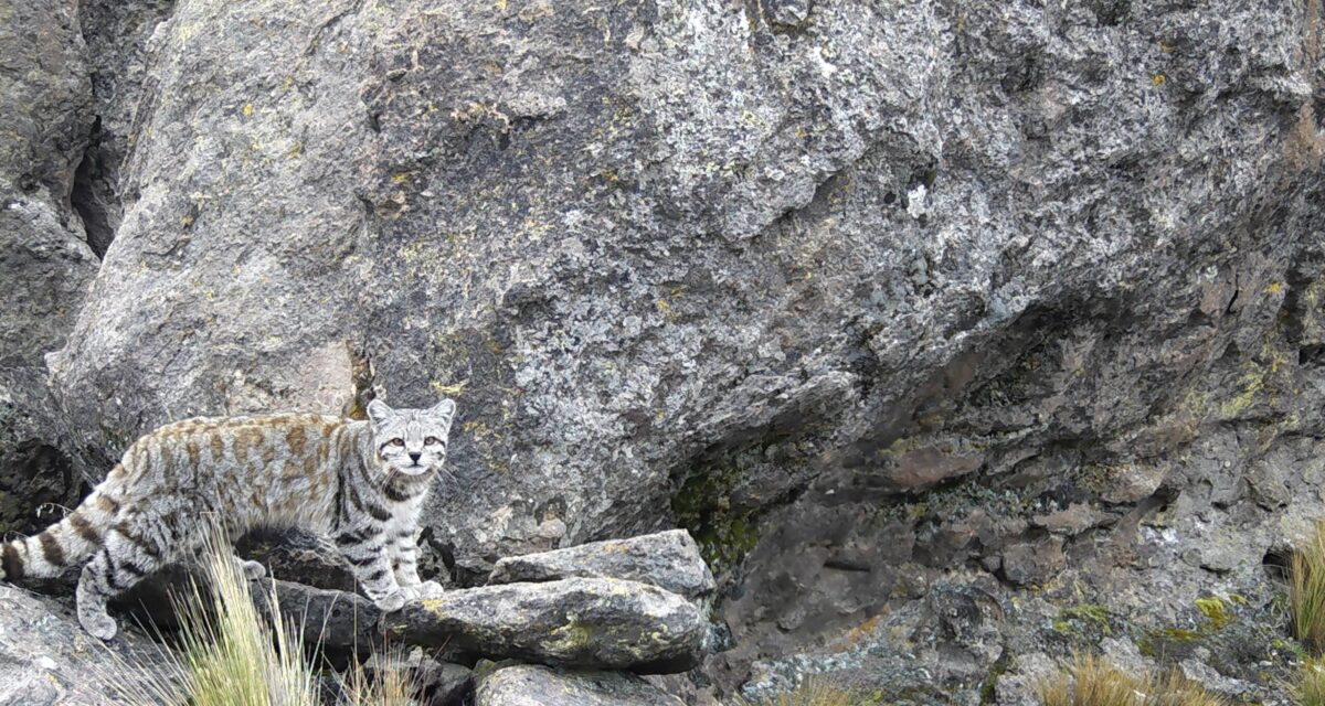 Gato andino: recrudecen las amenazas que complican el futuro de esta enigmática especie