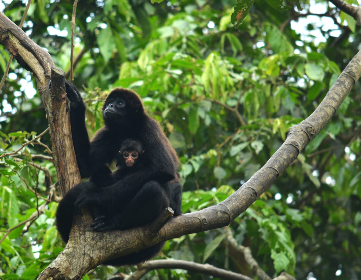 Chocó ecuatoriano: el proyecto que busca salvar al mono araña de cabeza café, uno de los primates más amenazados en el mundo