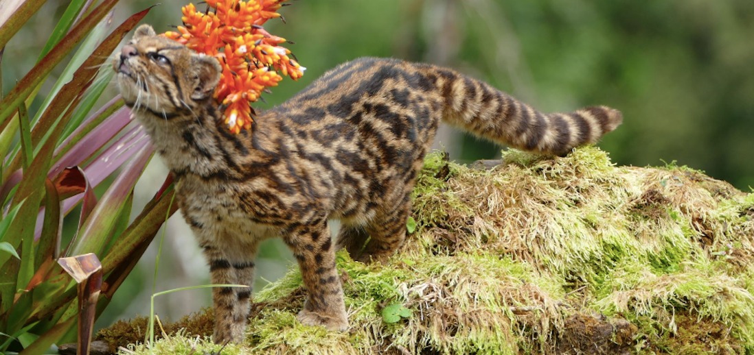 Tigrillo: el pequeño gato silvestre que peligra por el Arco Minero en Venezuela