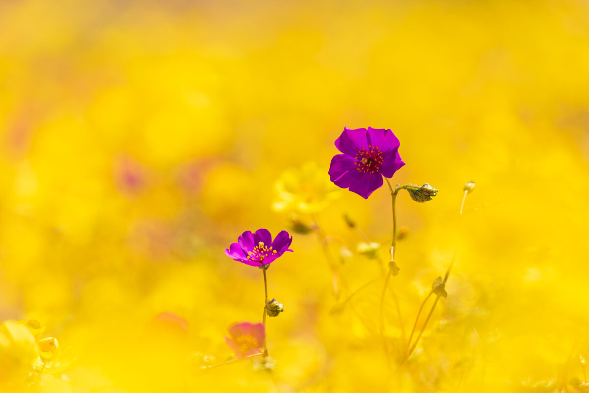 Chile: el Parque Nacional Desierto Florido nace para proteger más de 200 especies de flores y plantas