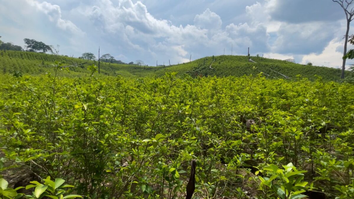 El área sembrada con coca en Colombia llega a 230 000 hectáreas y alcanza su máximo histórico | ESTUDIO