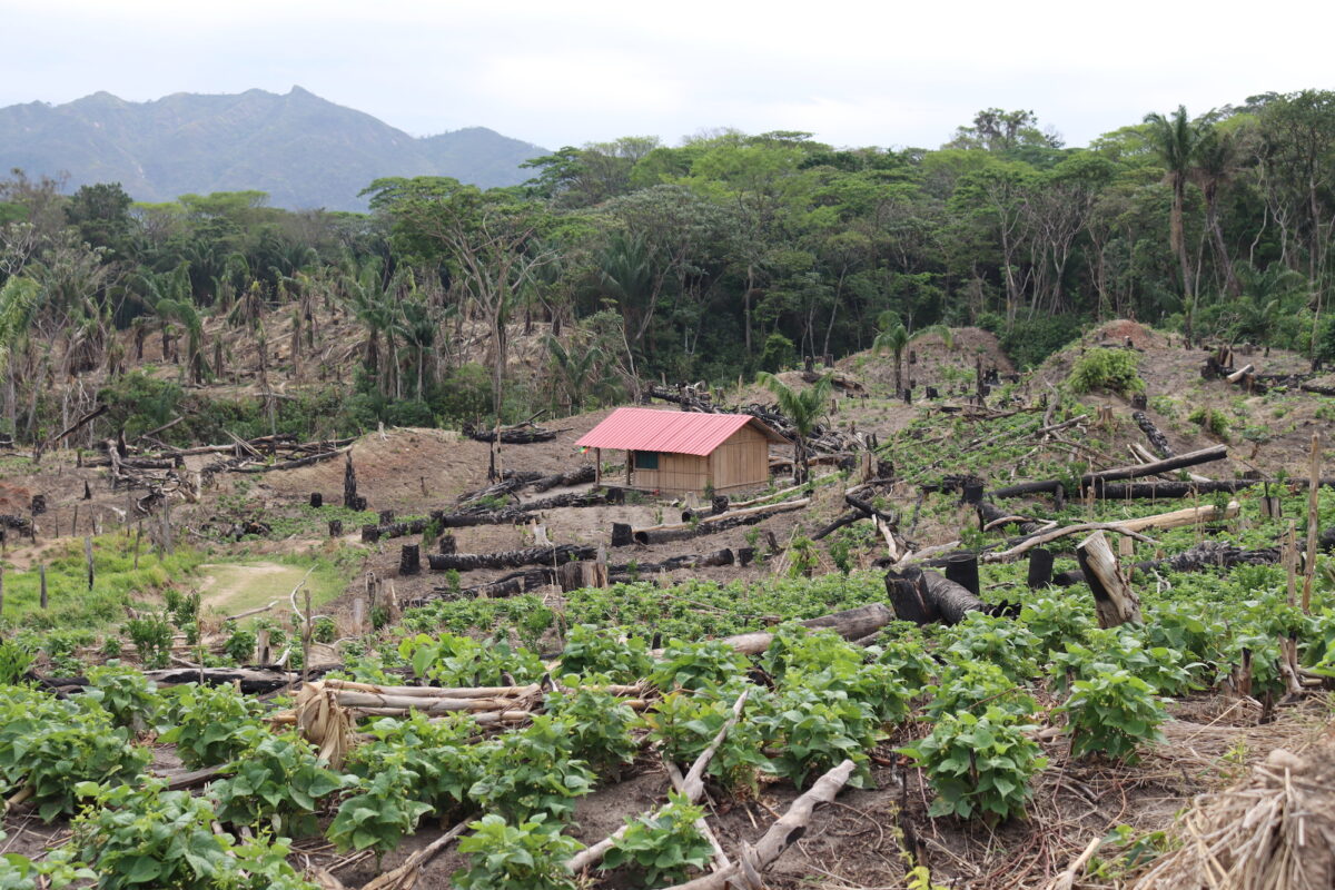 Bolivia: deforestación y narcotráfico arrasan bosque del parque Amboró