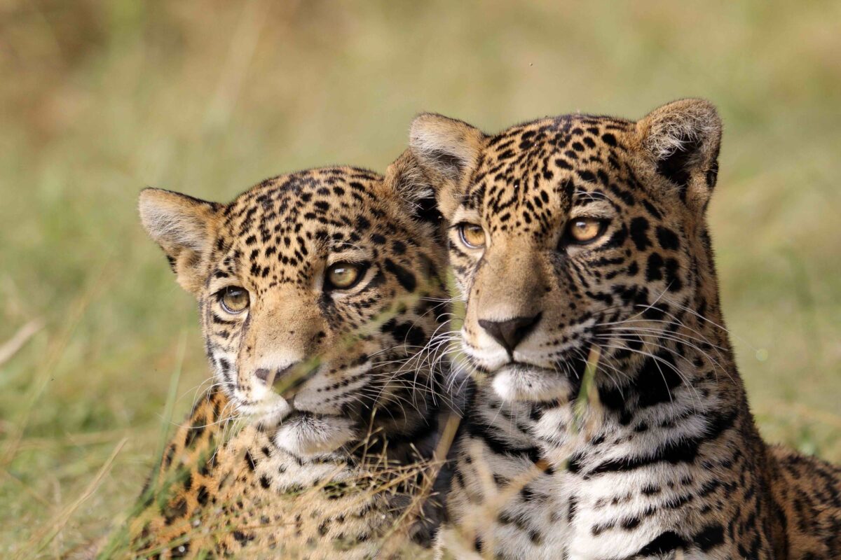 Escuela para jaguares: el santuario donde se les enseña habilidades para retornar a la vida silvestre