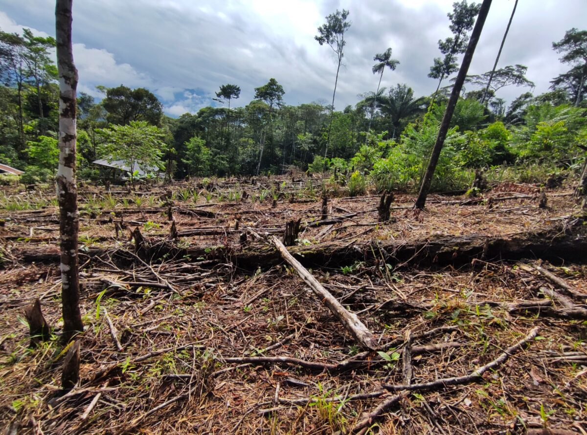 Colombia: disminuyó la deforestación en el 2023, pero va en aumento en el 2024
