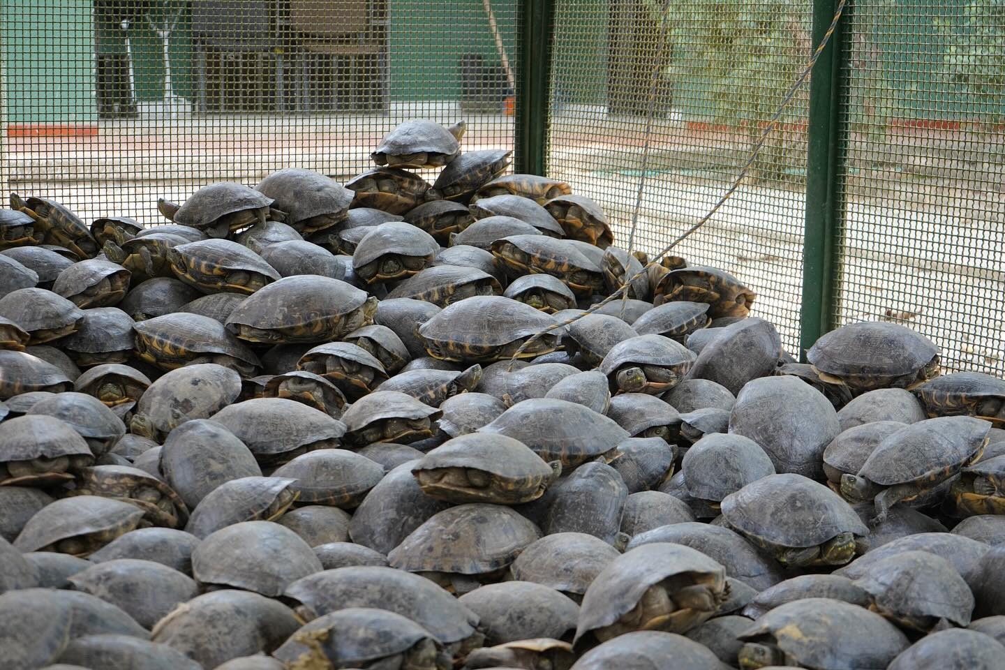 La odisea de las tortugas hicoteas: son los animales más traficados durante  la Semana Santa en Colombia | Blogs El Espectador