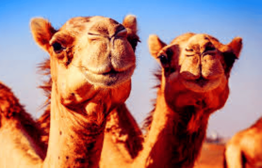 El camello de repartir camellos 
