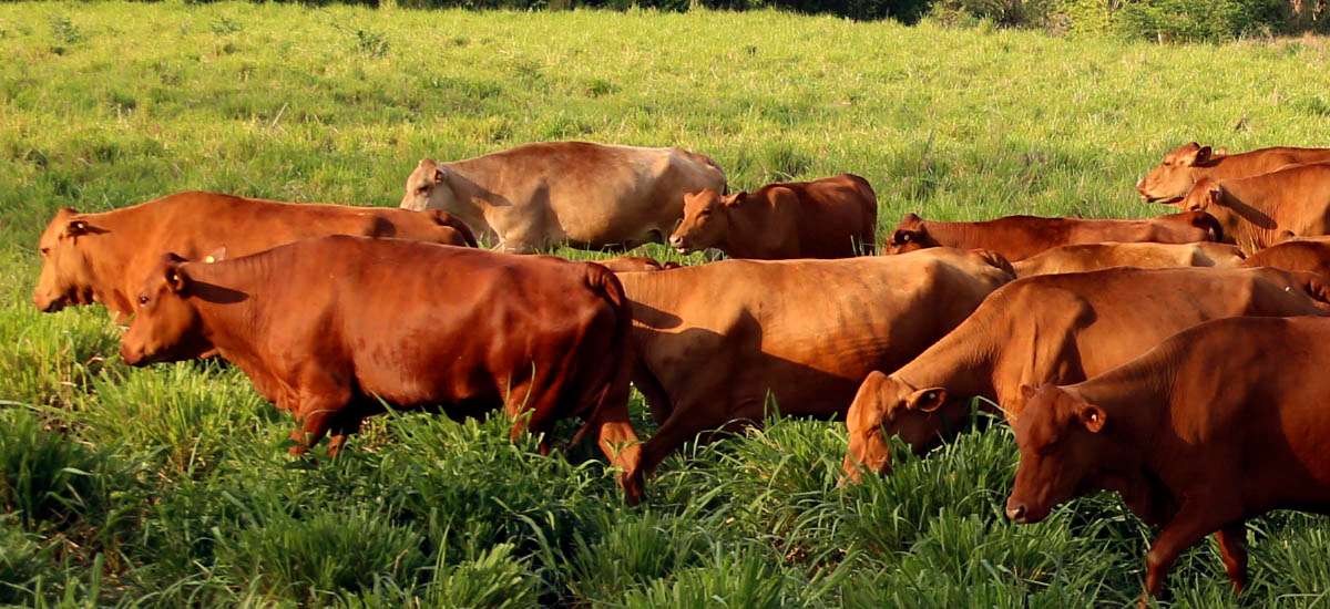 Colombia: avanza proyecto de ley para combatir la deforestación al regular procedencia de la carne