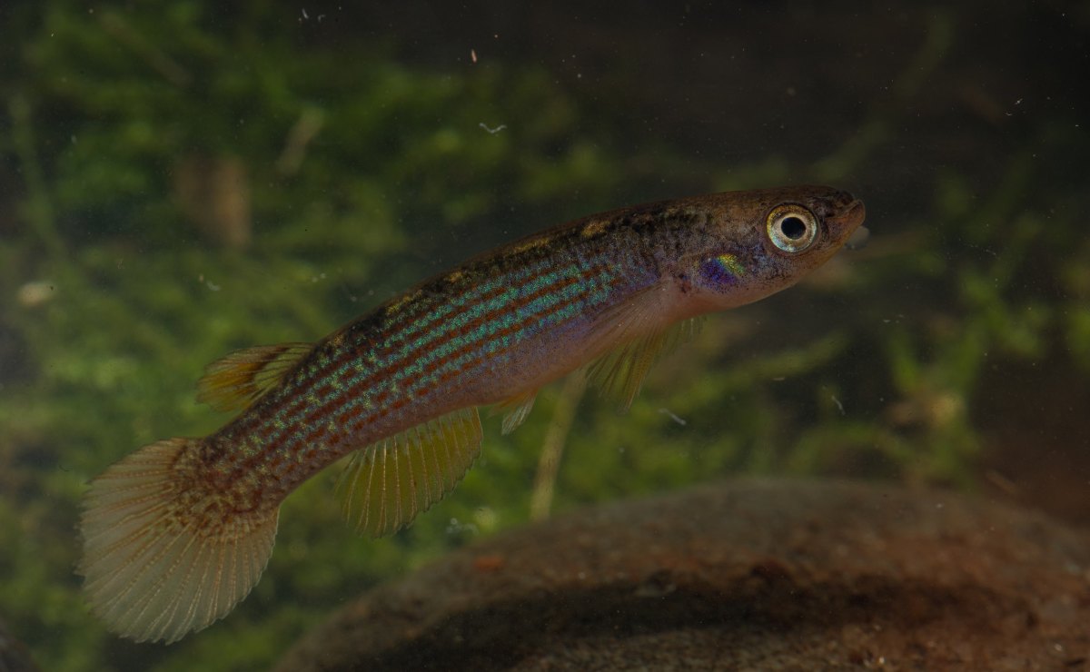Parque Madidi: científicos identifican más de 300 especies de peces y algunas podrían ser nuevas para la ciencia