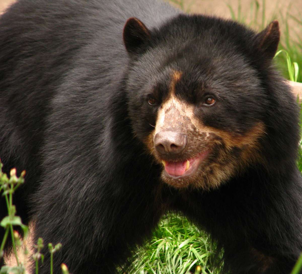 Día para la Protección de los Osos: dos proyectos para salvar al oso andino en Ecuador y Argentina