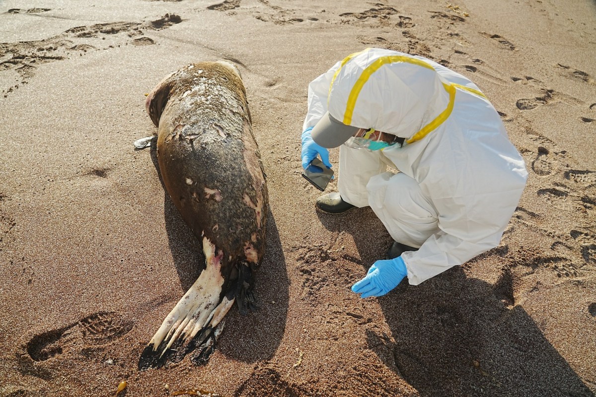 Gripe aviar: por primera vez se ha dado un contagio masivo de aves a mamíferos en Latinoamérica