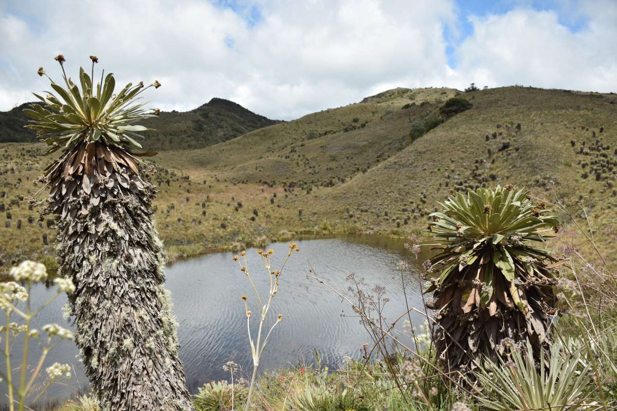 Revitalizar el río Bogotá: redes y alianzas para su cuidado