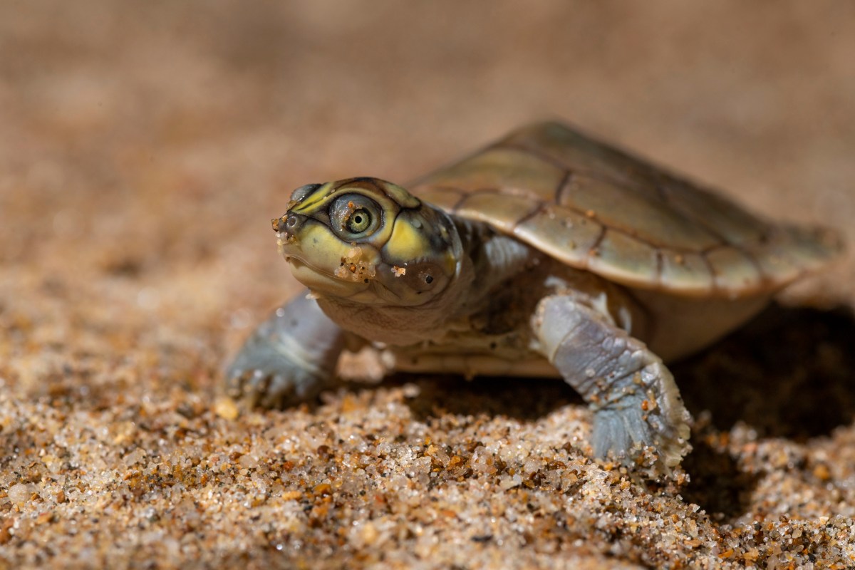 El sueño nonuya – muinane: el rescate de tortugas en el río Caquetá