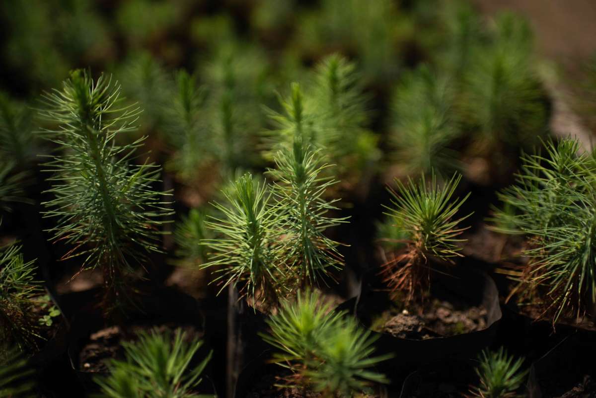 México: La Selva, comunidad que ha hecho del manejo del bosque parte de su historia