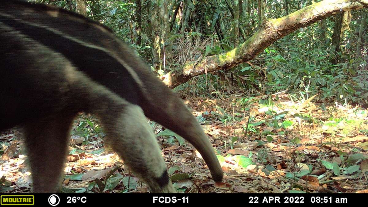 Perú: estudio revela la presencia de 150 especies y más de mil corredores de conectividad en áreas impactadas por minería en Madre de Dios