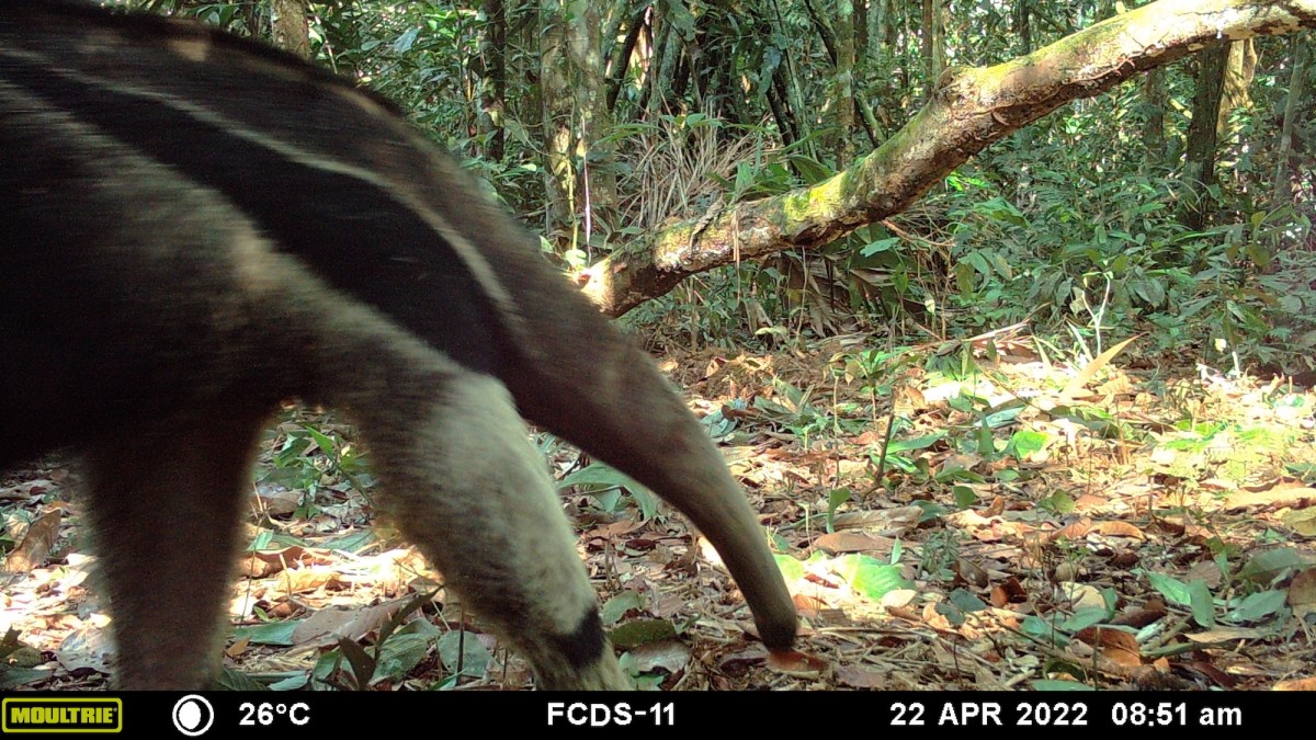 Perú: estudio revela la presencia de 150 especies y más de mil corredores de conectividad en áreas impactadas por minería en Madre de Dios