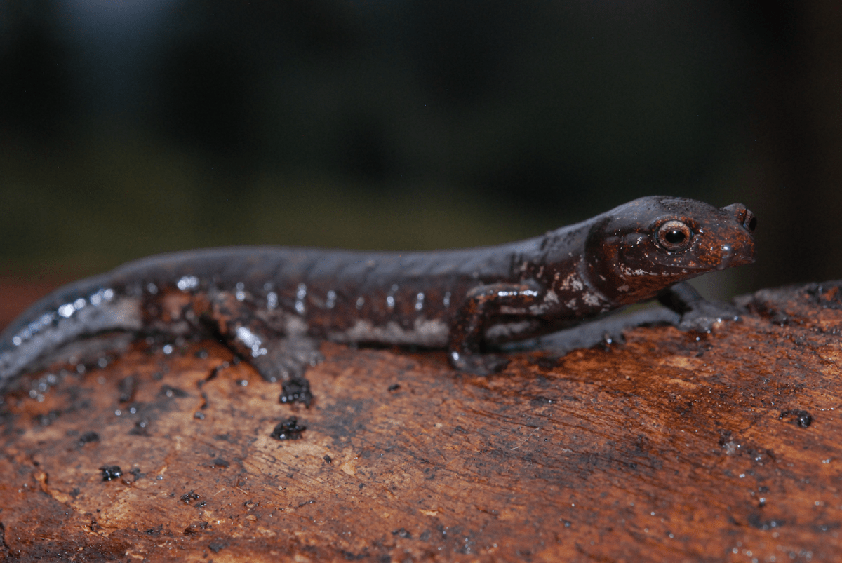Colombia: descubren nueva especie de salamandra en los bosques nublados de Cundinamarca