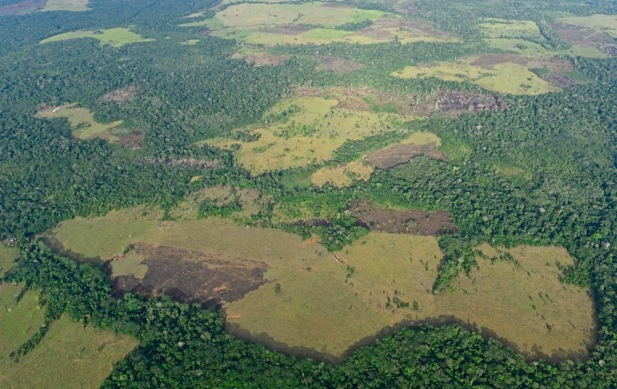 El planeta perdió una superficie de bosques tropicales del tamaño de Suiza en 2022