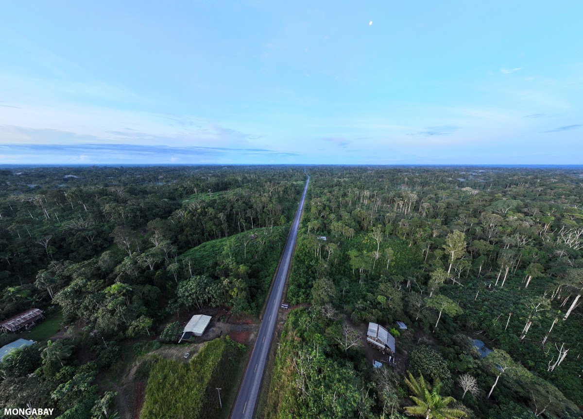 Cultivos de palma de aceite y balsa detonan deforestación al norte de Amazonía ecuatoriana