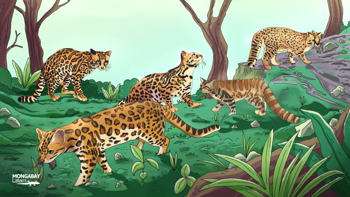 ESPECIAL | Los pequeños y olvidados gatos silvestres de Latinoamérica