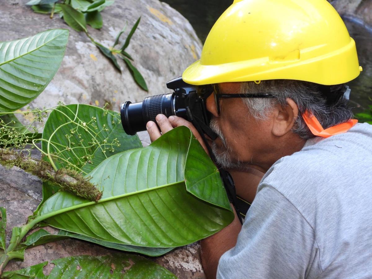 Biólogos y guardaparques hallan una nueva especie de árbol y de rana en áreas protegidas de Perú