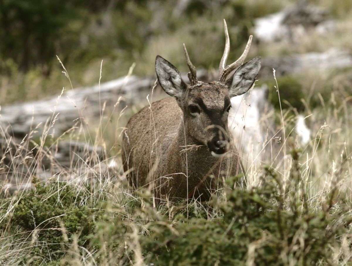 Chile: tras 12 años de espera en el Congreso, se crea el Servicio de Biodiversidad y Áreas Protegidas