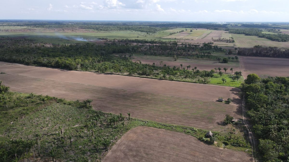 Bolivia: área protegida El Curichi Las Garzas se convierte en botín de invasores